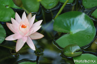 Flowers - pink flower